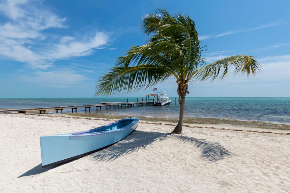 a row of palm trees on a sandy beach