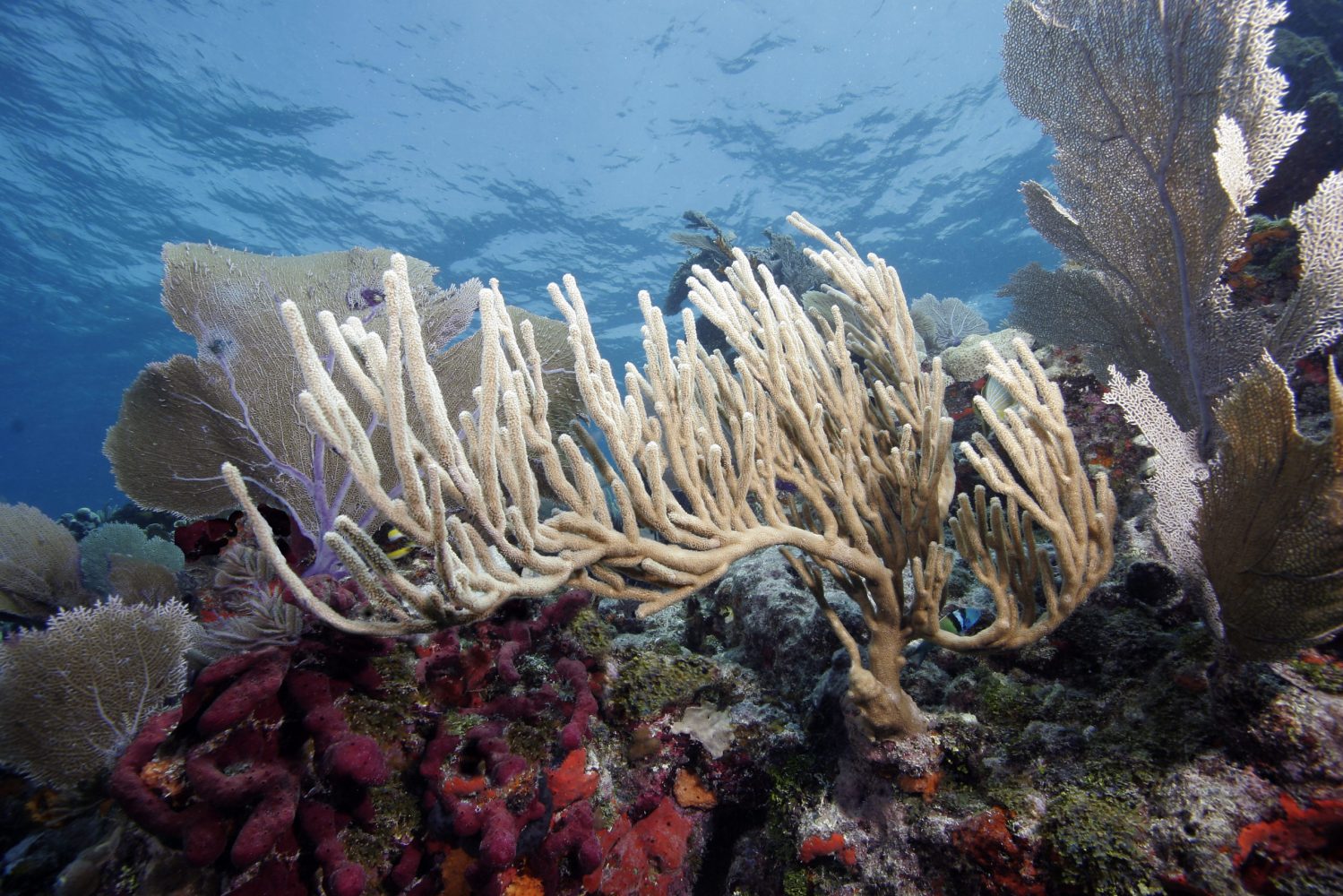 Coral reef, Molasses Reef, Florida Keys