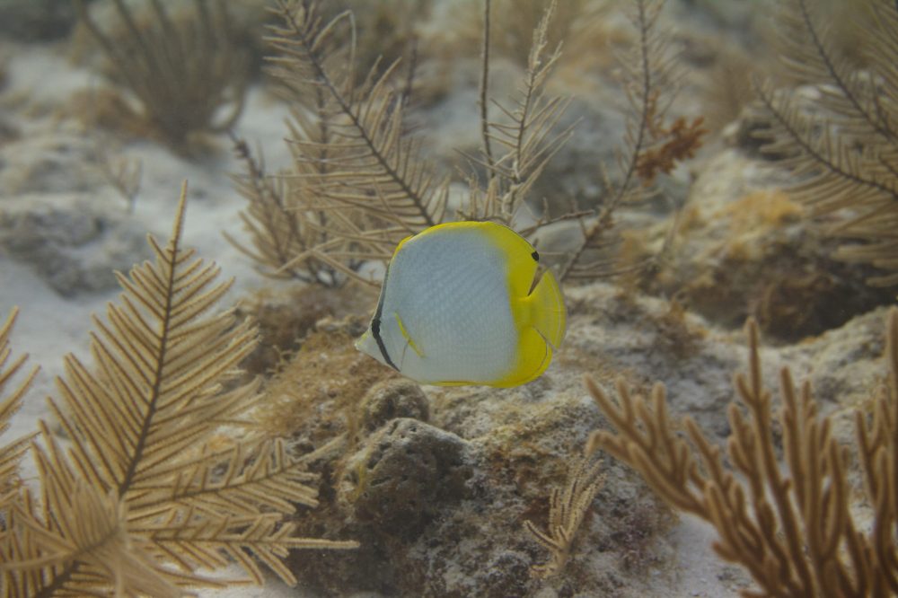 Spotfin Butterflyfish on Coral Reef off Marathon, Florida Keys, Florida