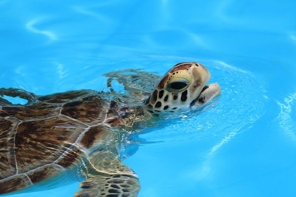 a turtle swimming under water