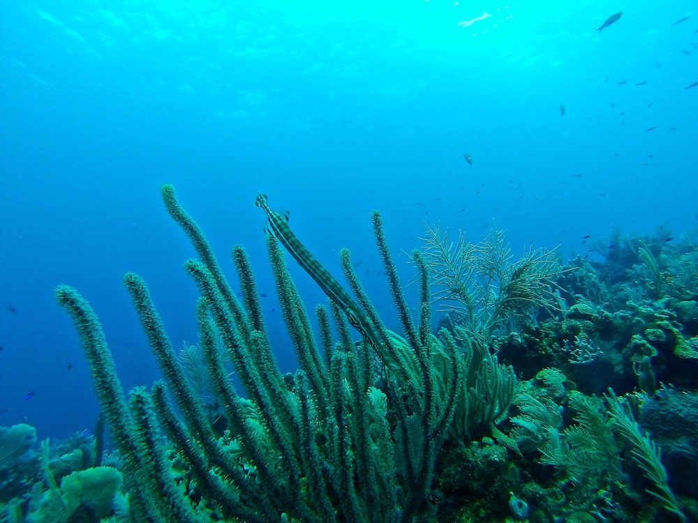 underwater view of a coral