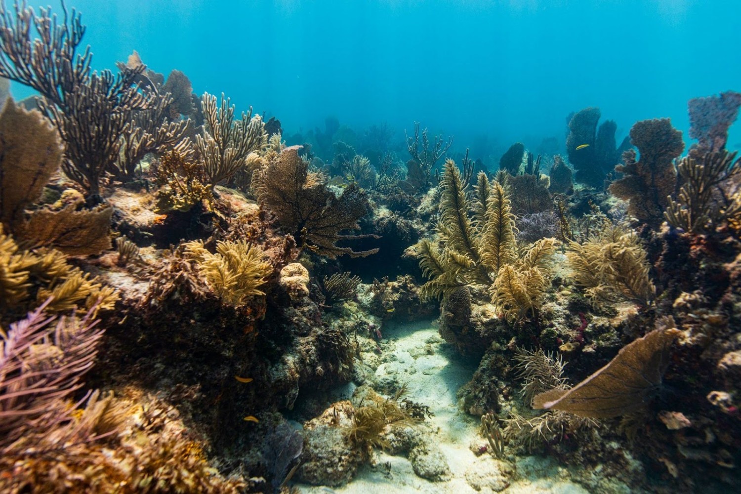 underwater view of a coral