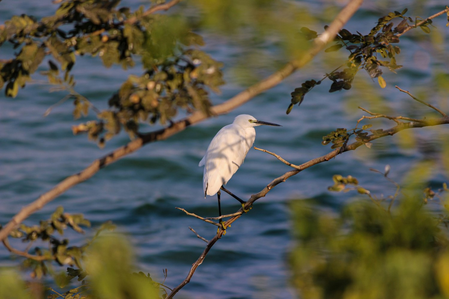 a bird perched on a tree branch