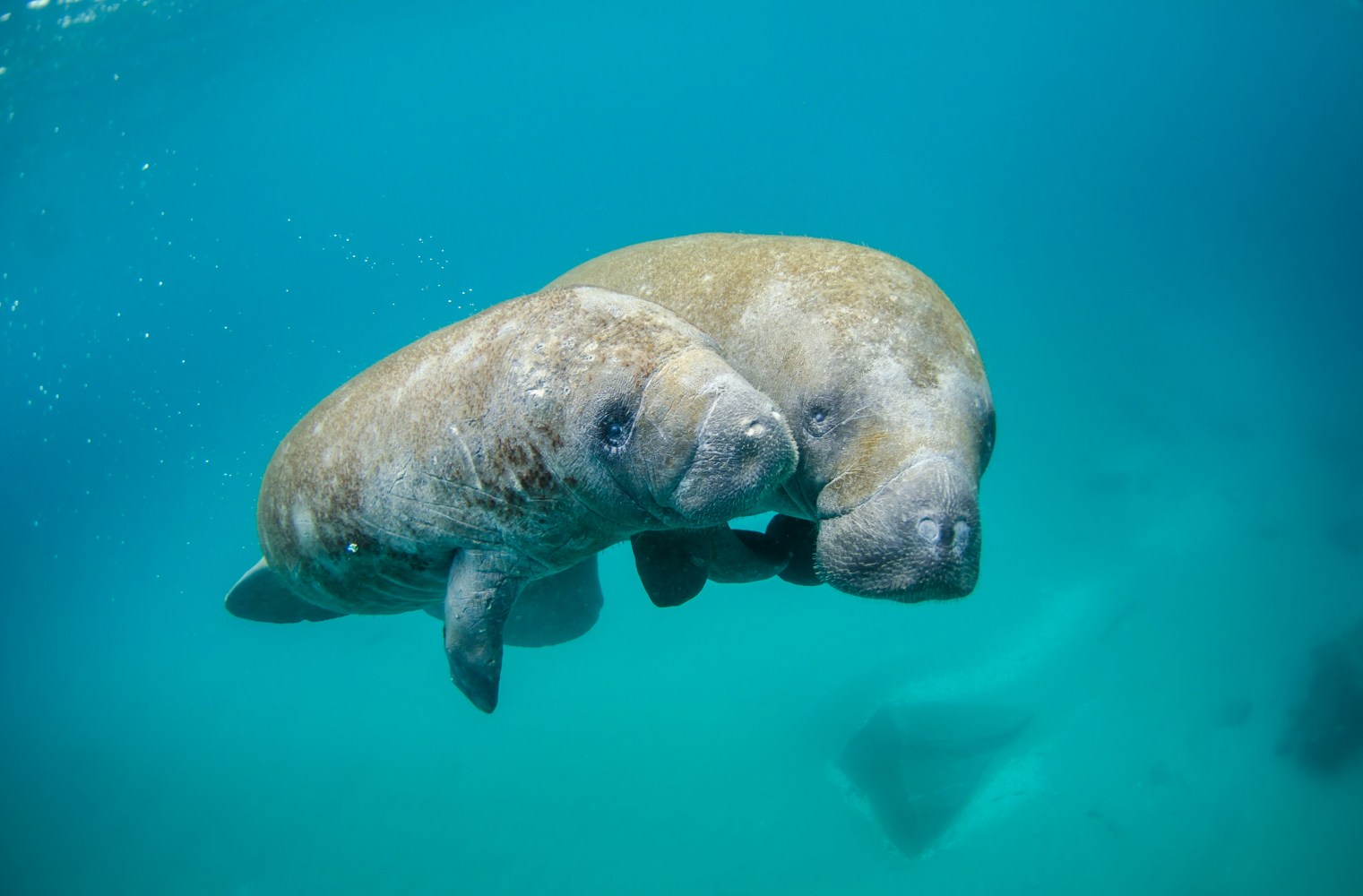 a polar bear swimming in blue water