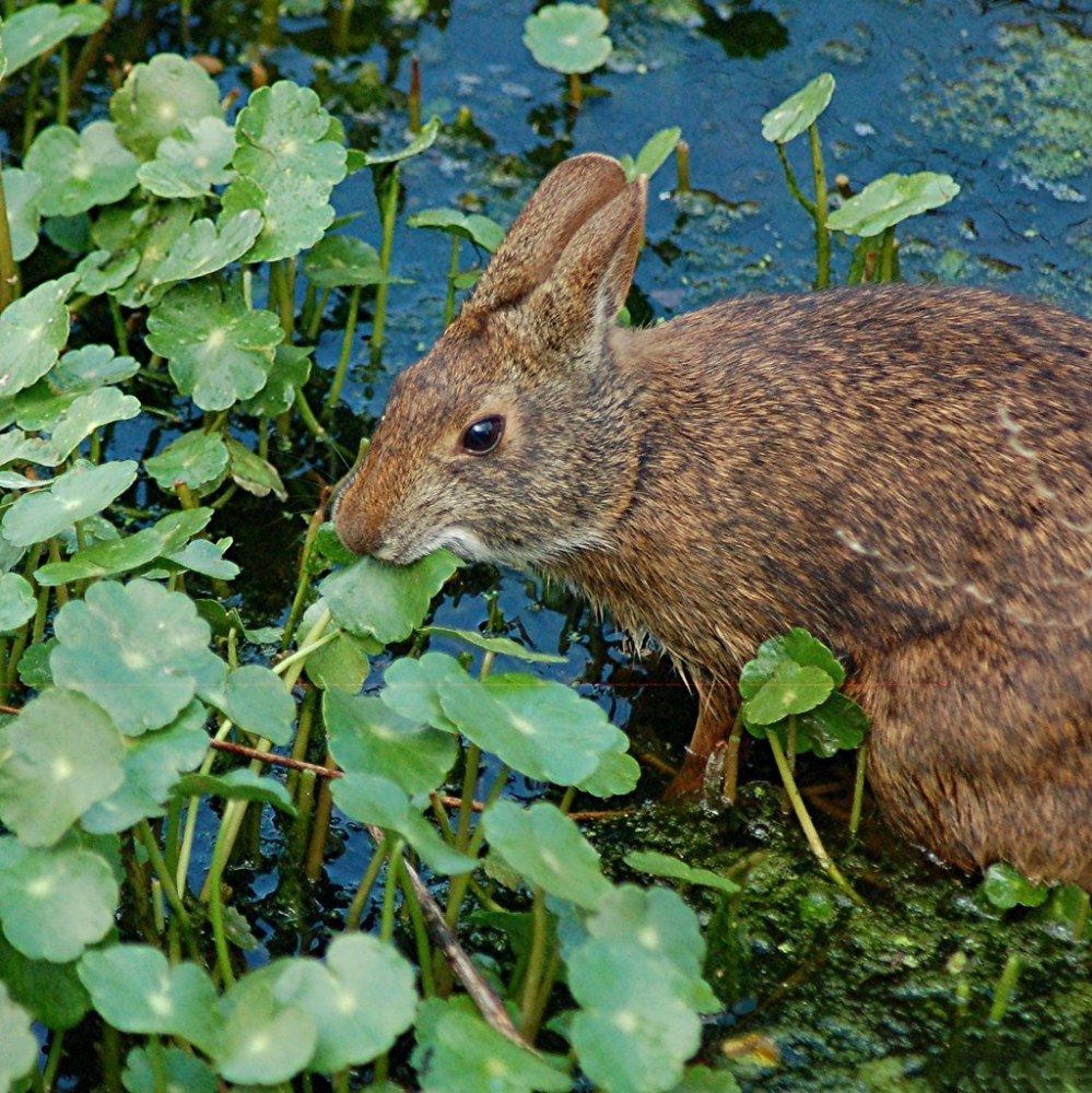 a small brown animal in the grass