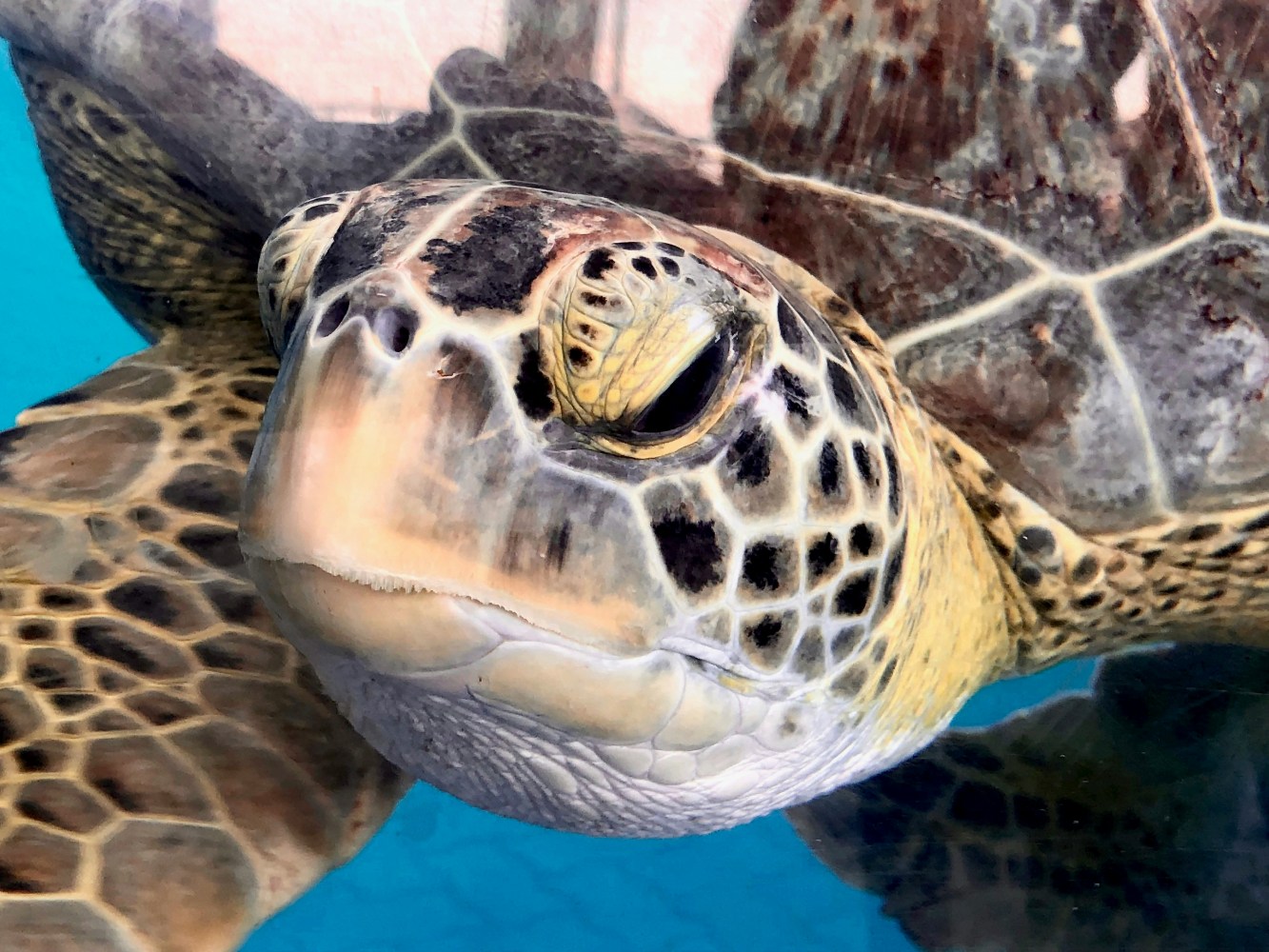 a close up of a turtle